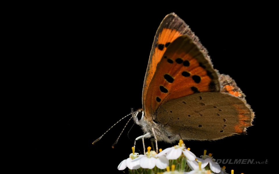 01b Small Copper (Lycaena phlaeas)
